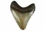 Juvenile Megalodon Tooth - Georgia #158790-1